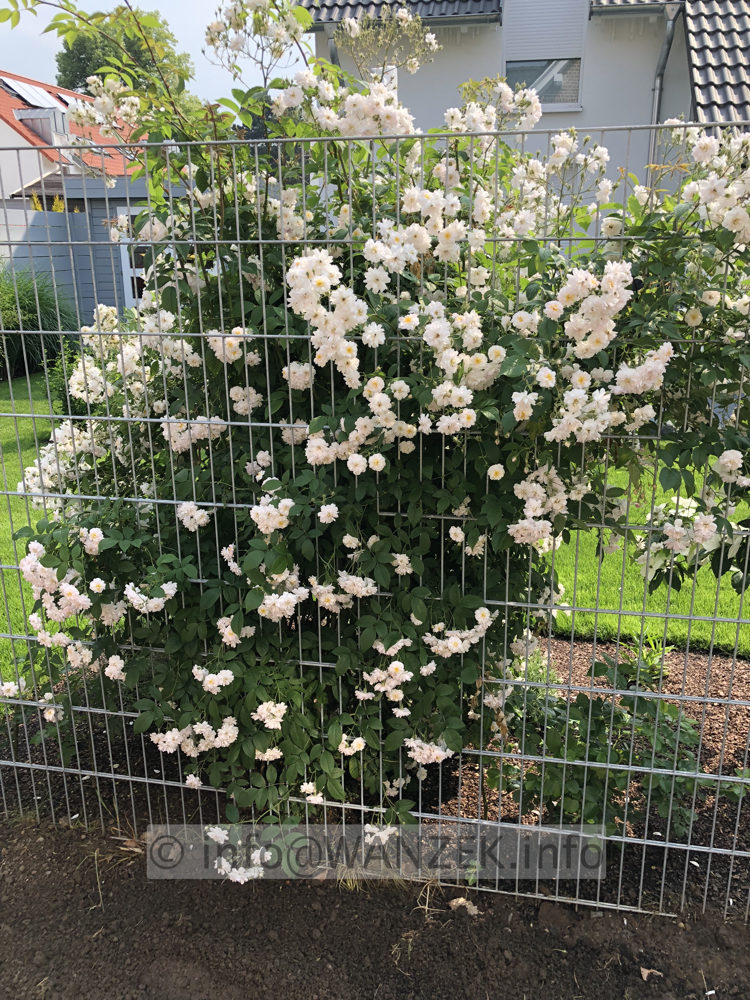 Rose moschata The Garland 01 (Ramblerrose, Austin).JPG